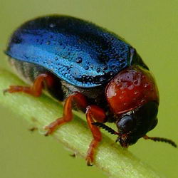 Gastrophysa polygoni Gastrophysa polygoni